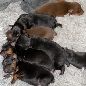 Meet your Posher, Naim